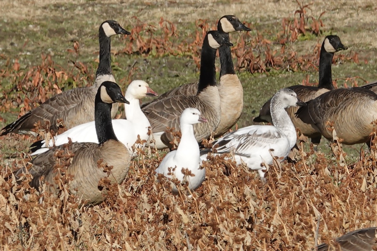 Snow Goose - ML280673981