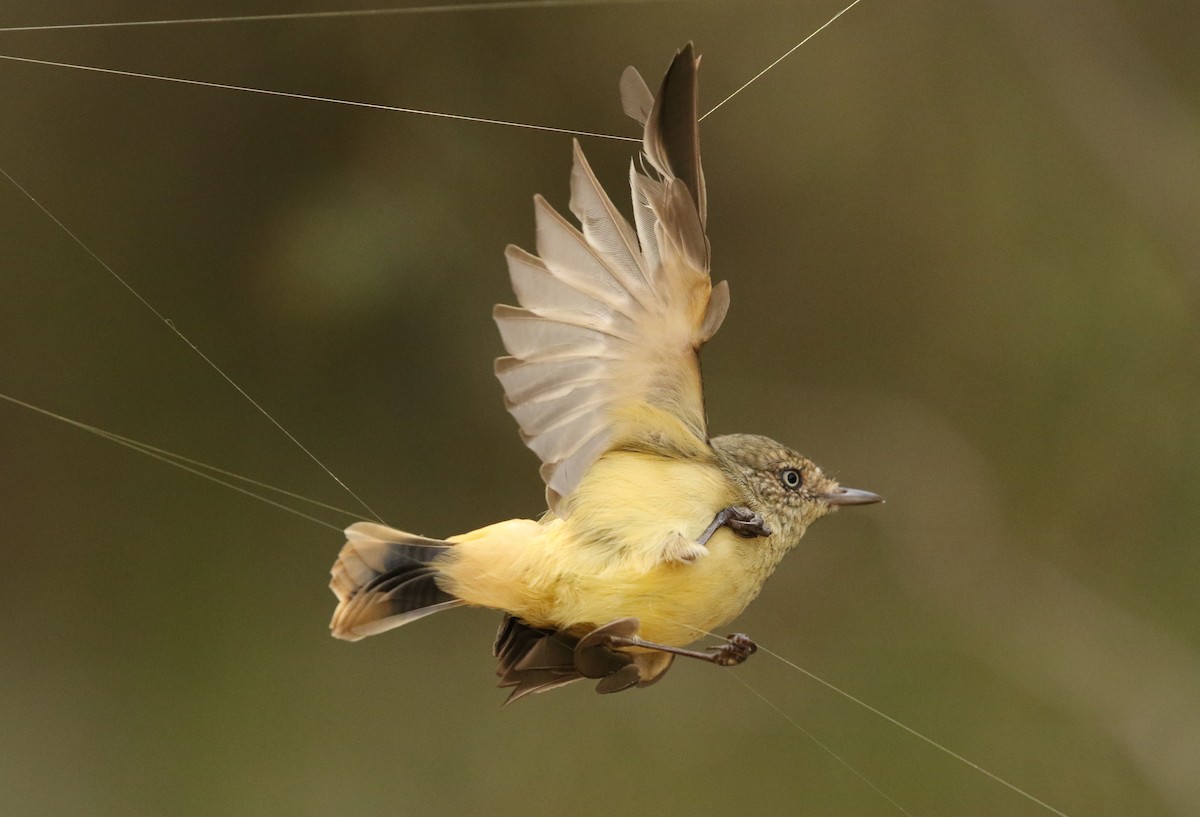 Buff-rumped Thornbill - ML28067491