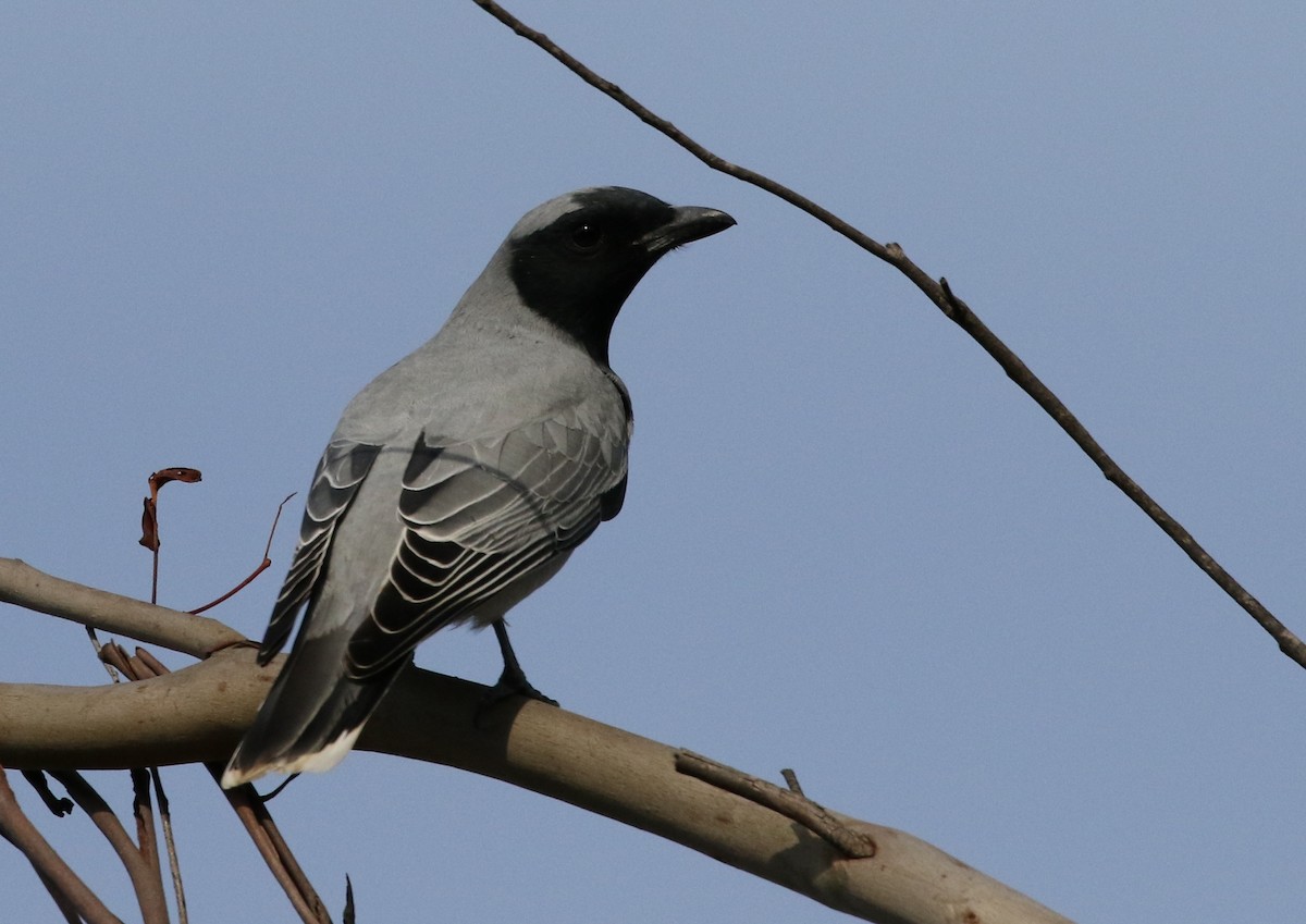 Black-faced Cuckooshrike - ML28067501