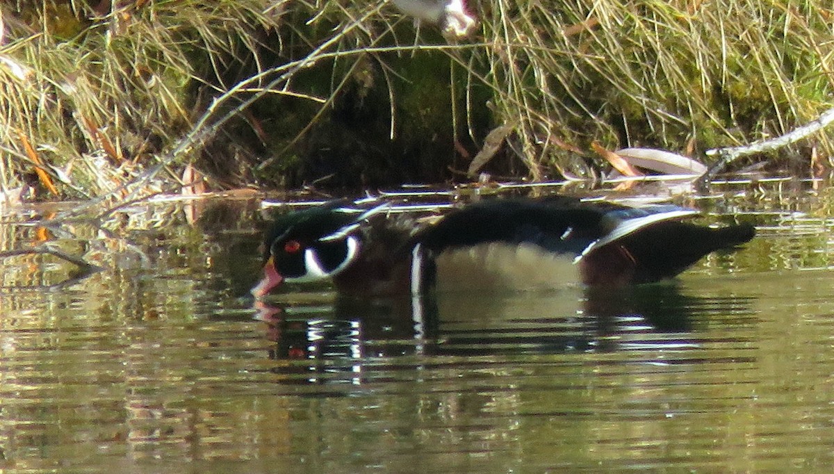 Wood Duck - ML280675311