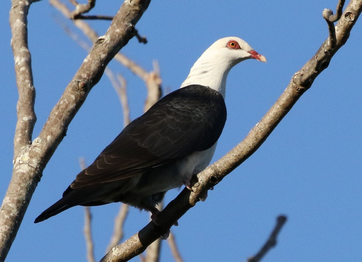 Pigeon leucomèle - ML28067571