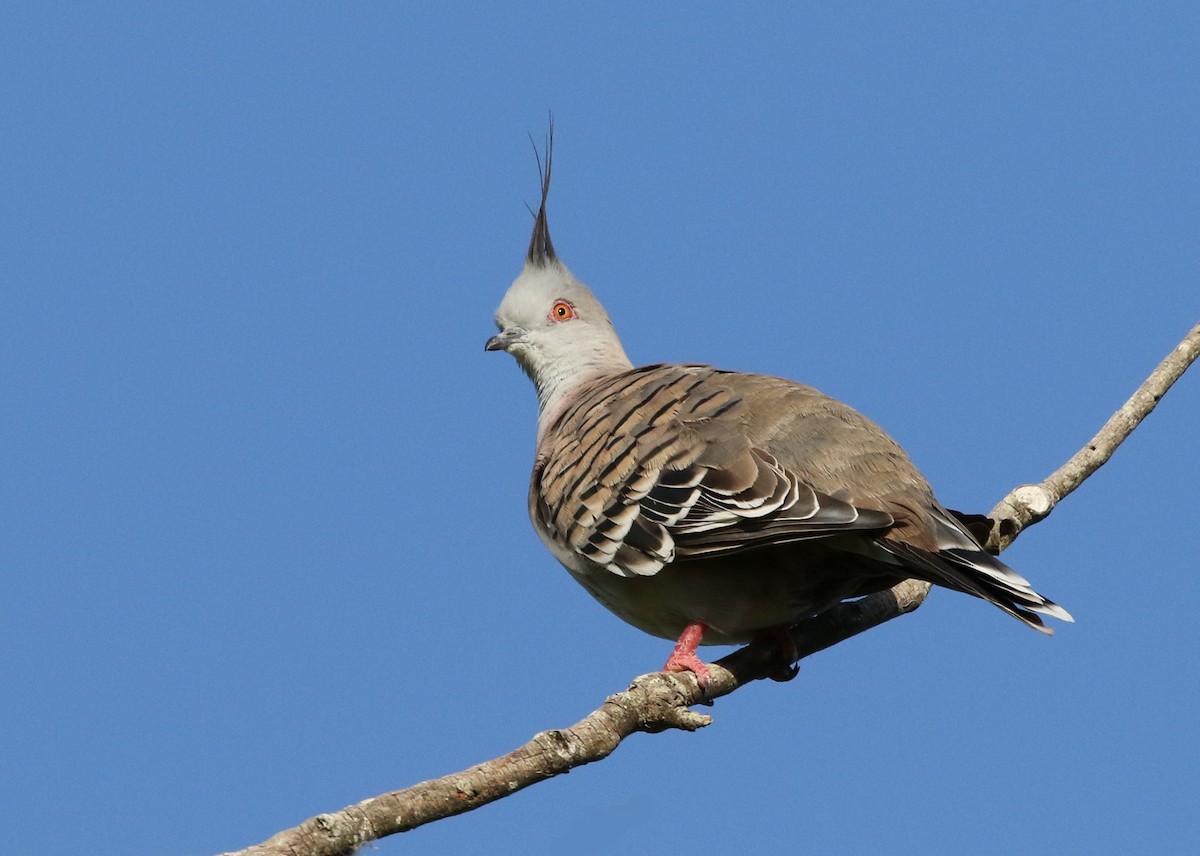 Crested Pigeon - David Ongley