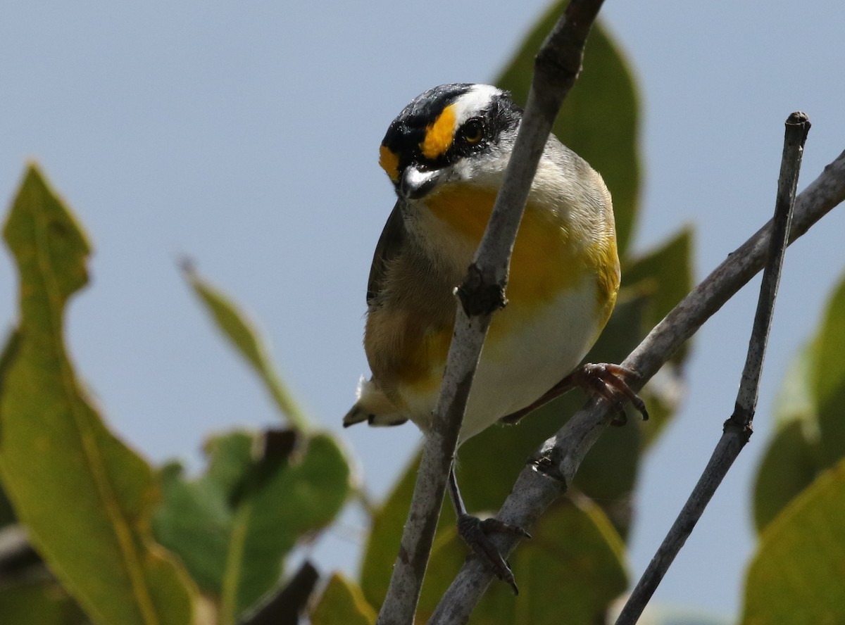 Striated Pardalote - ML28067651