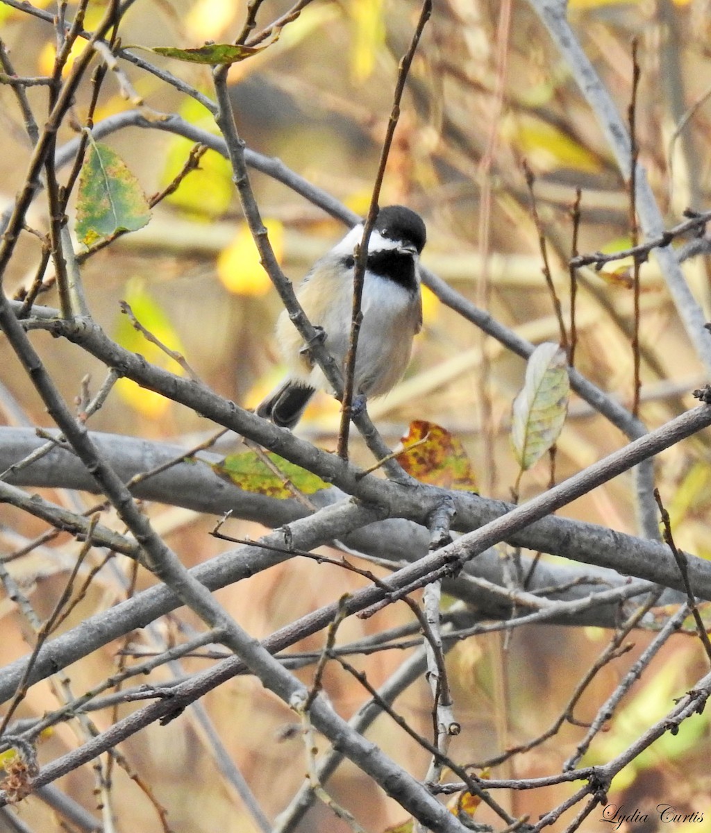 Black-capped Chickadee - Lydia Curtis