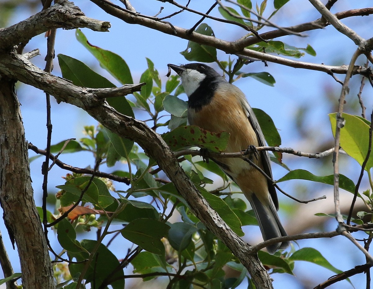 Rufous Whistler - David Ongley