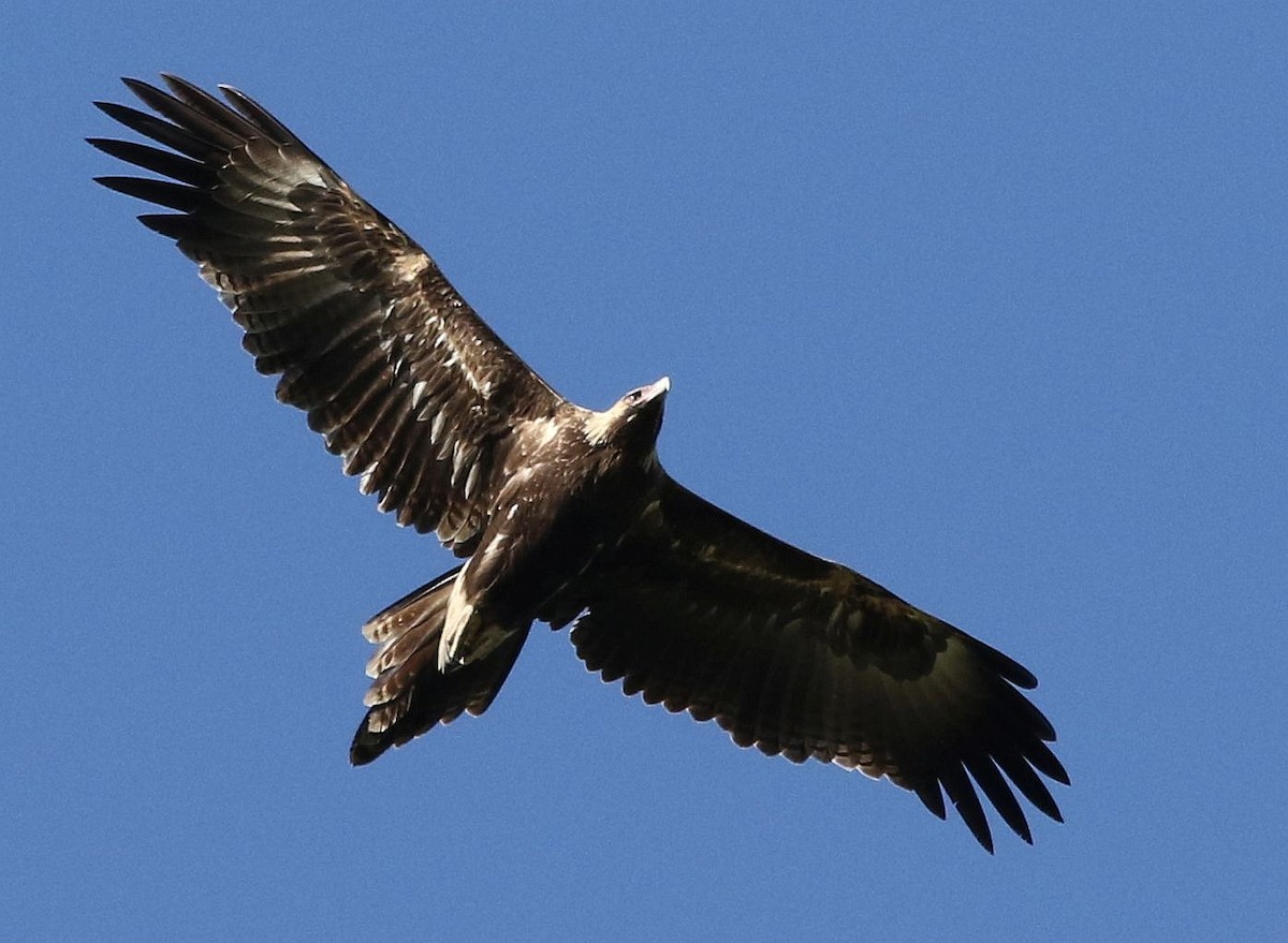 Wedge-tailed Eagle - David Ongley