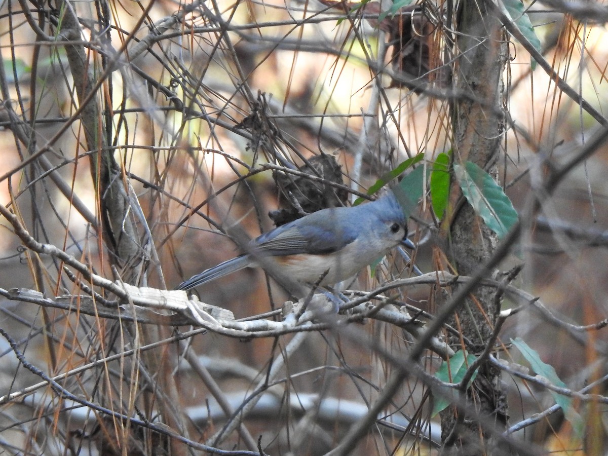 Tufted Titmouse - ML280678891