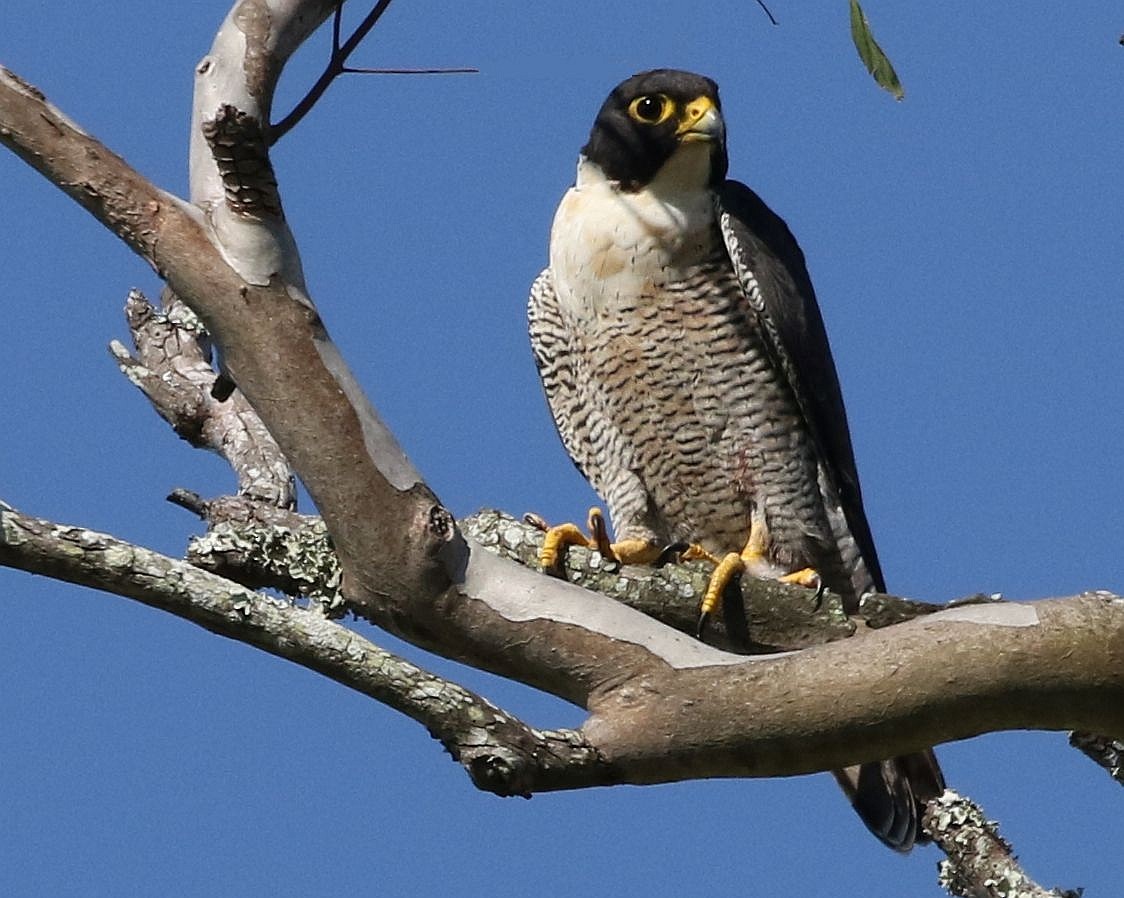 Peregrine Falcon - ML28067891