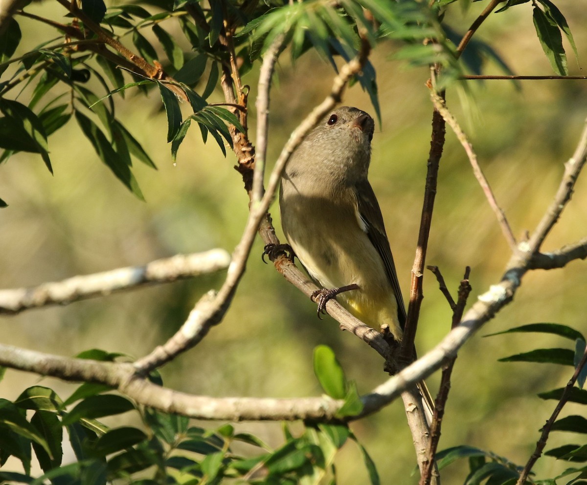 Golden Whistler - David Ongley