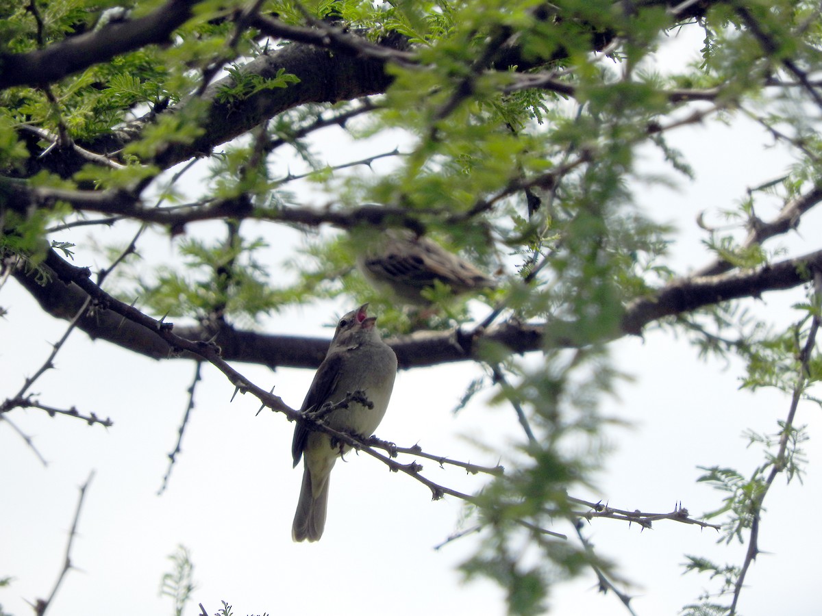 Dull-colored Grassquit - ML280680191