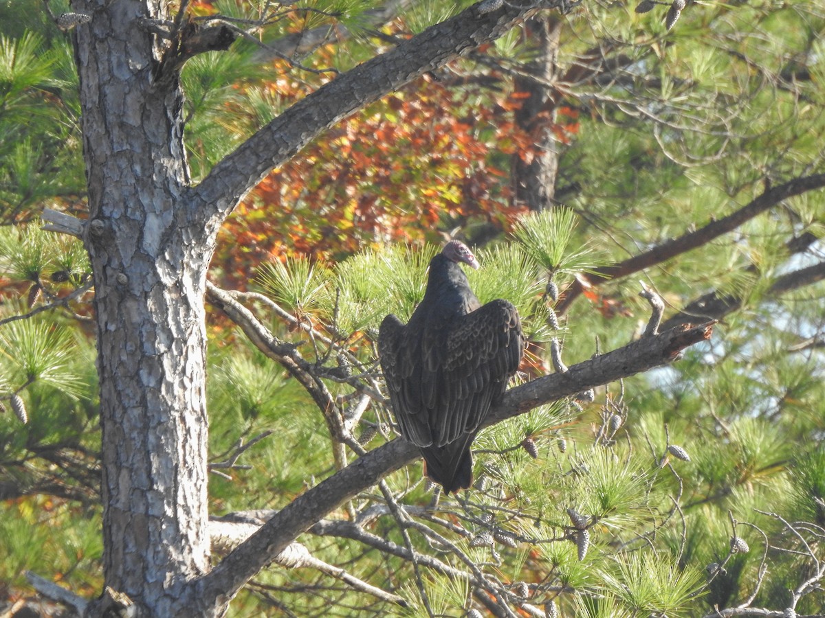 Turkey Vulture - ML280681561