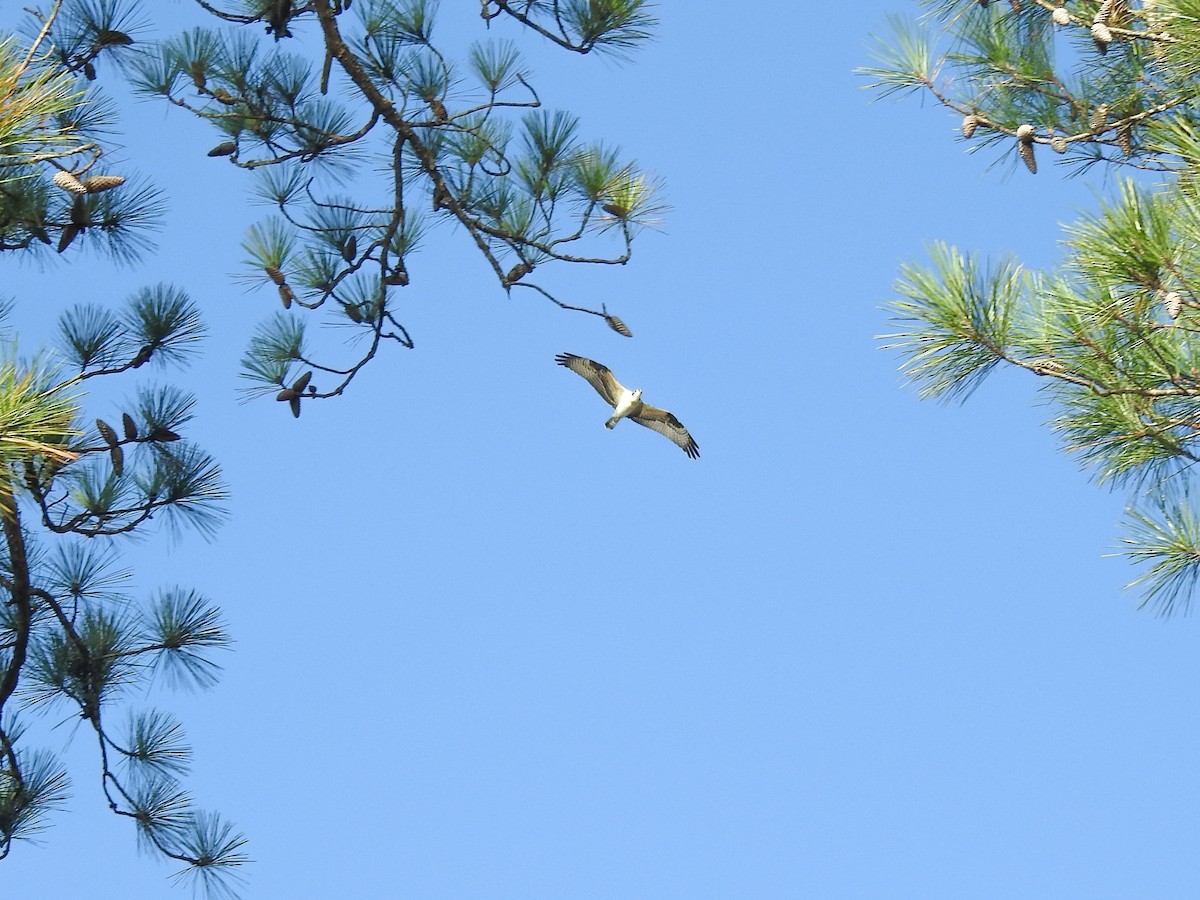Osprey - ML280681581