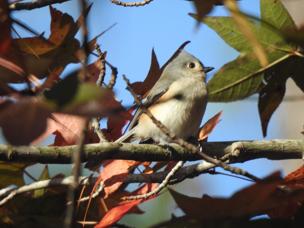 Tufted Titmouse - ML280681691