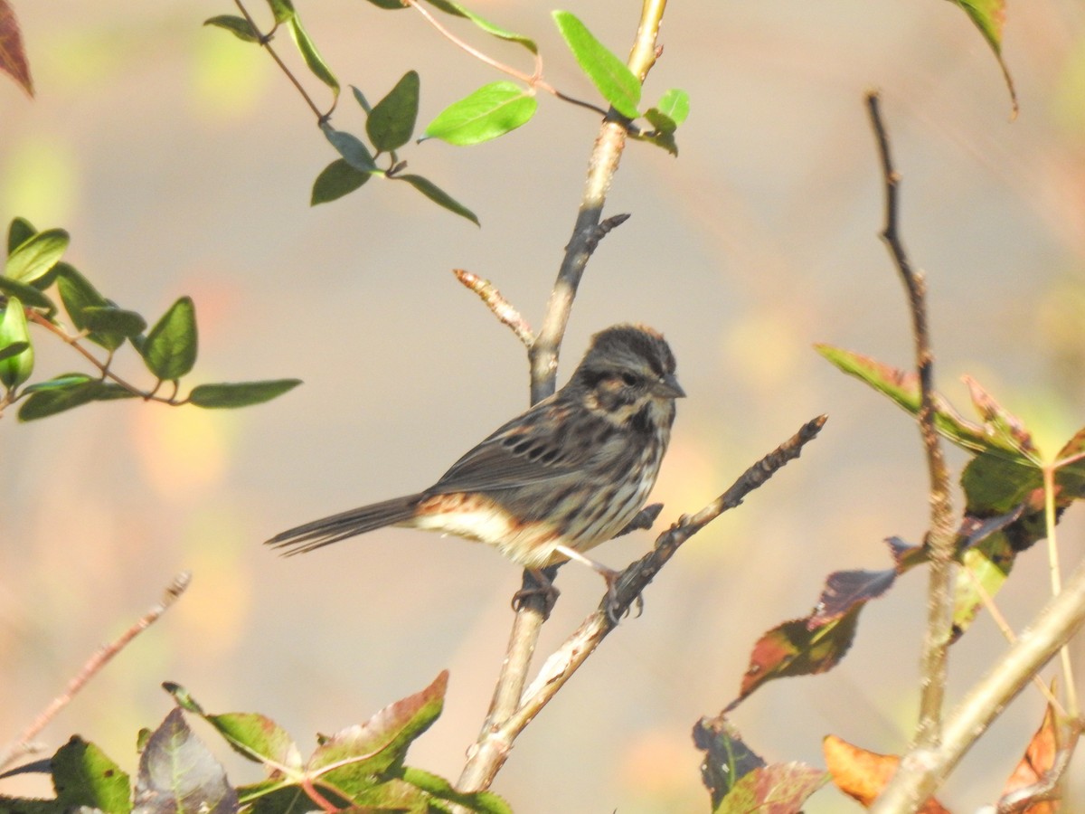 Song Sparrow - ML280681791