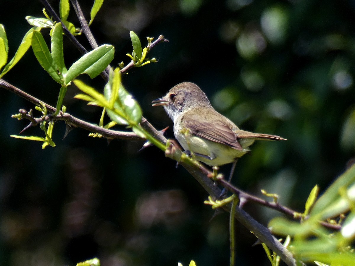 Fulvous-crowned Scrub-Tyrant - ML280683921