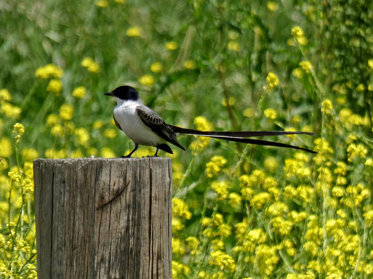 Fork-tailed Flycatcher - ML280684211