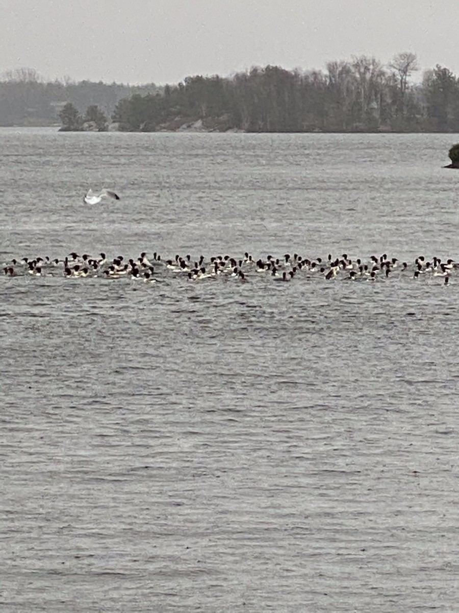 Common Merganser - ML280684701