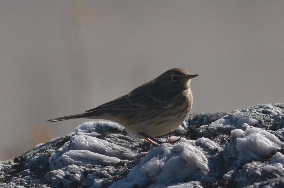 American Pipit - ML280686611