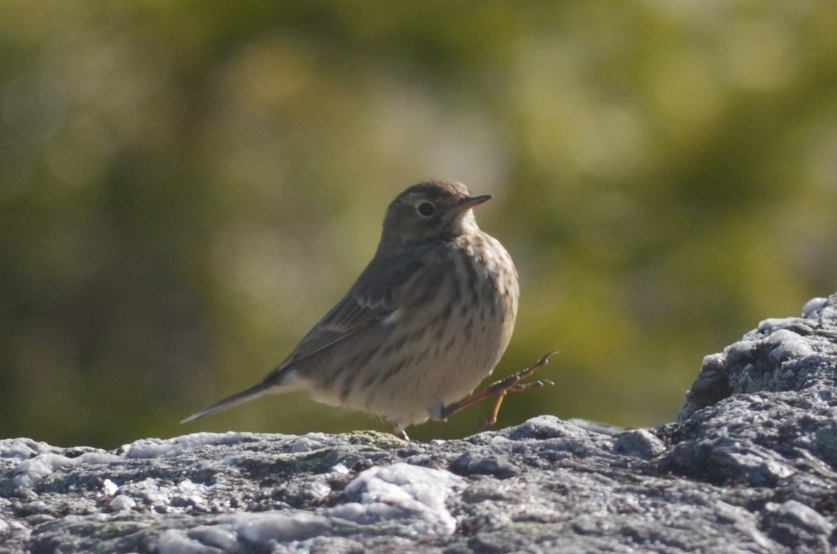 American Pipit - ML280686621