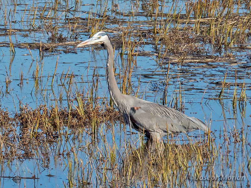 Great Blue Heron - ML280686891