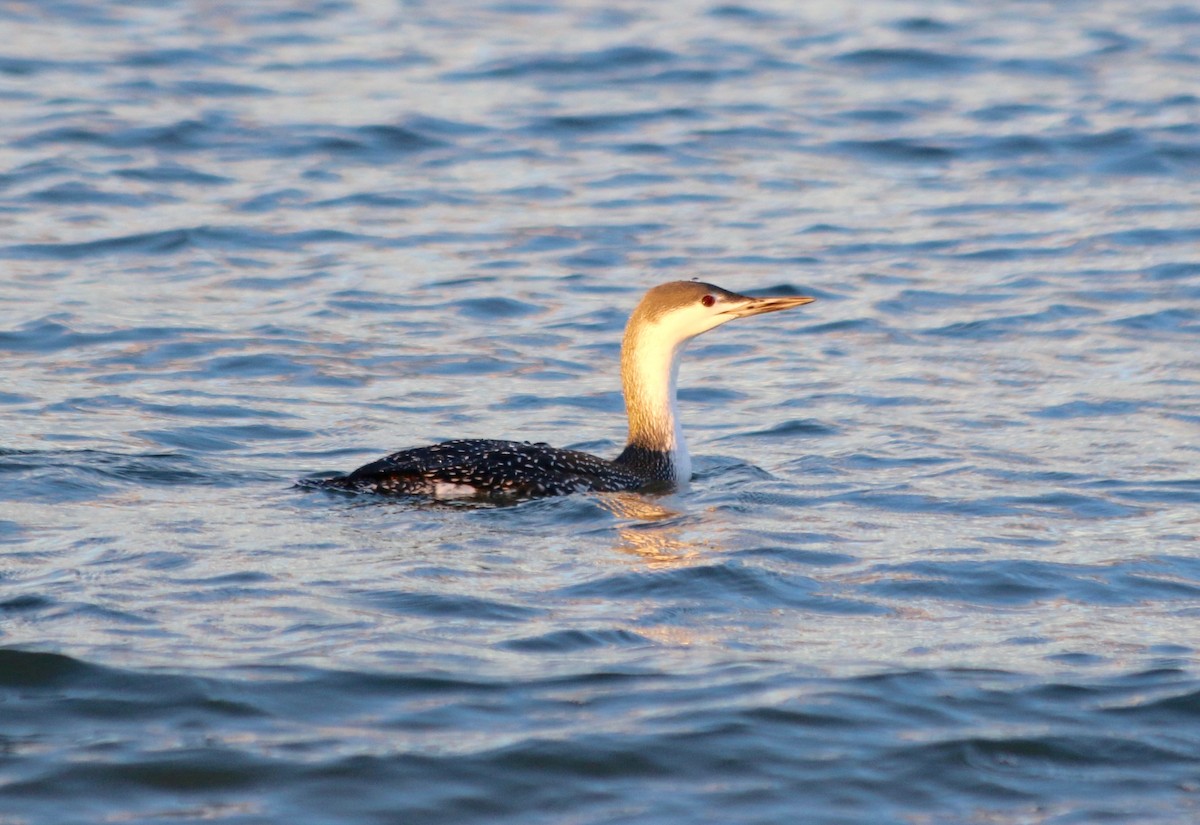 Red-throated Loon - George Lynch