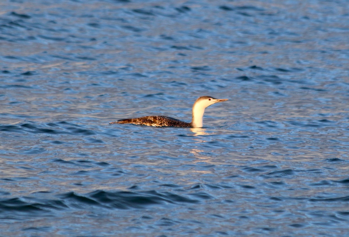 Red-throated Loon - George Lynch