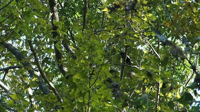 Kırmızı Gagalı Arapbülbülü (nigerrimus) - ML280686981