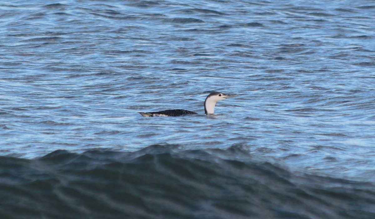 Red-throated Loon - George Lynch