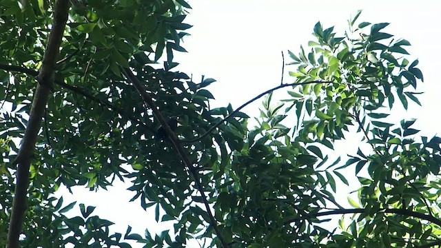 China-Rotschnabelbülbül (nigerrimus) - ML280687221