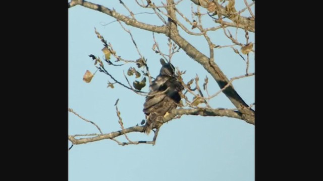 Rotschwanzbussard (harlani) - ML280687501