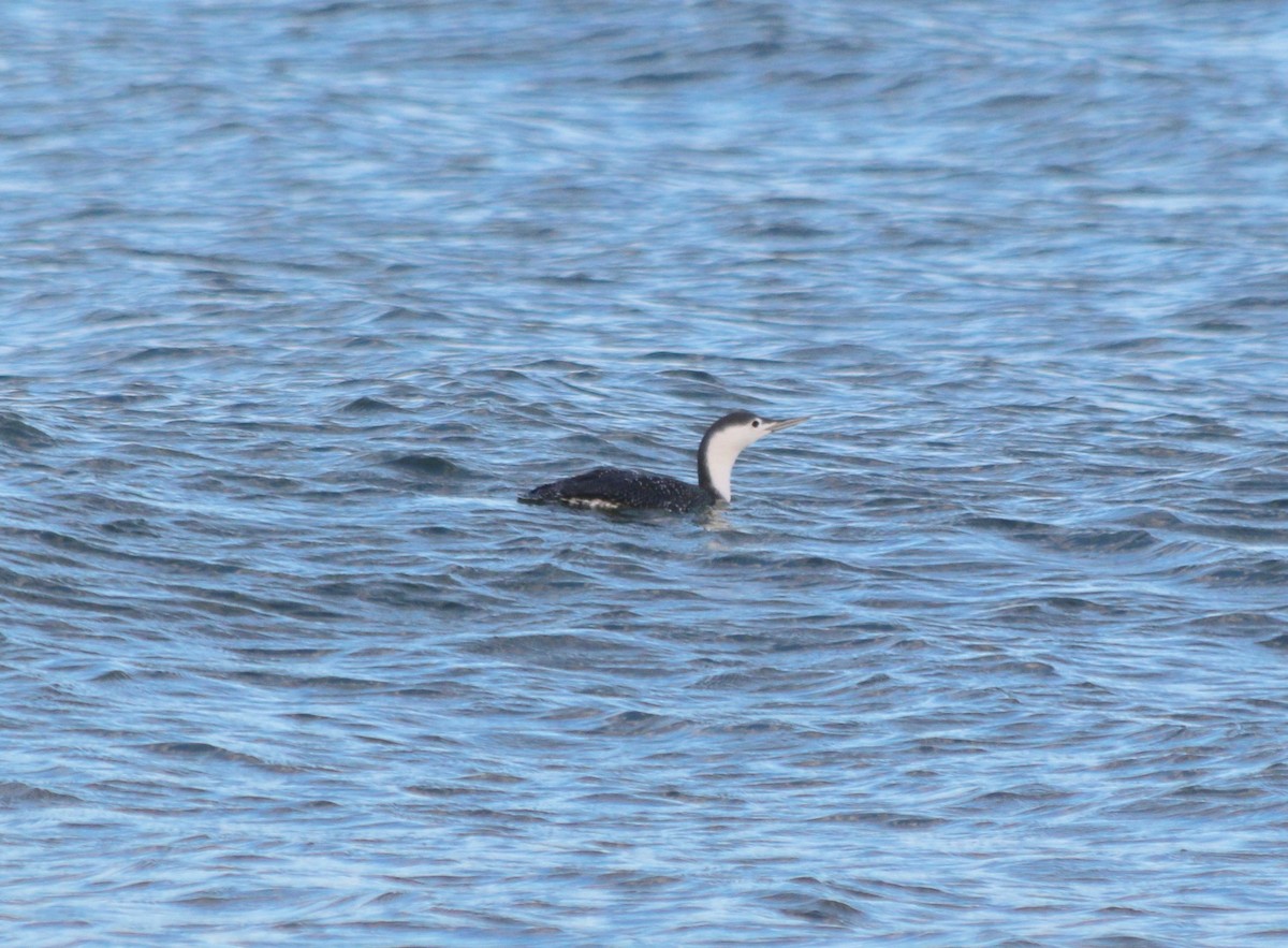 Red-throated Loon - George Lynch