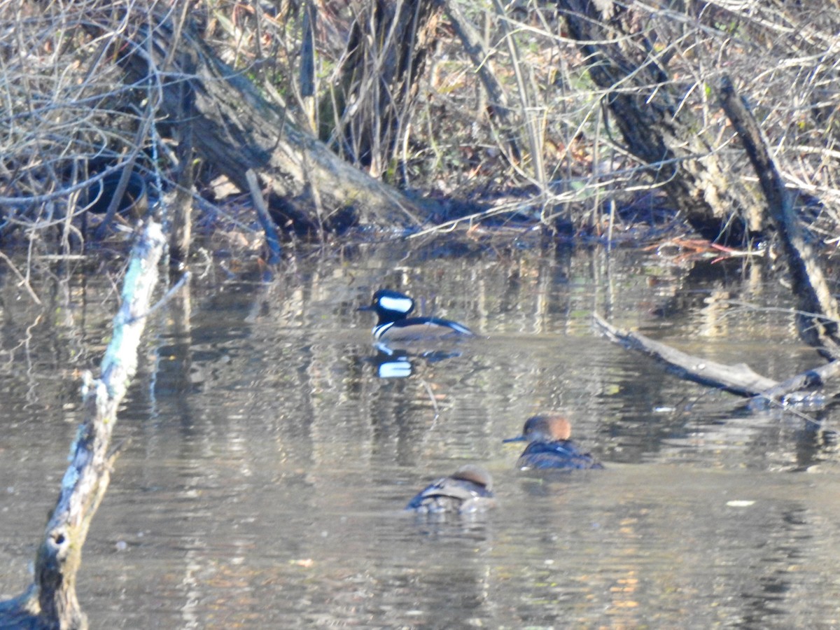 Hooded Merganser - ML280690451