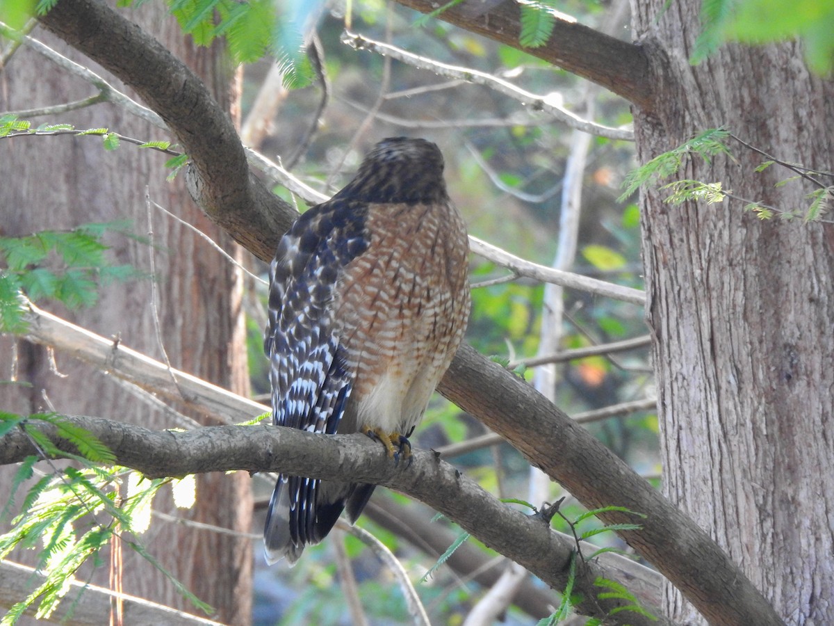 Red-shouldered Hawk - ML280690601