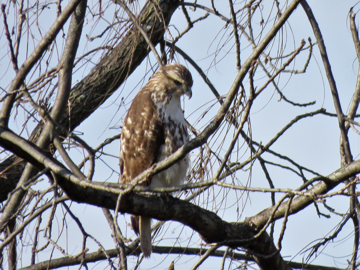 Red-tailed Hawk - ML280690611