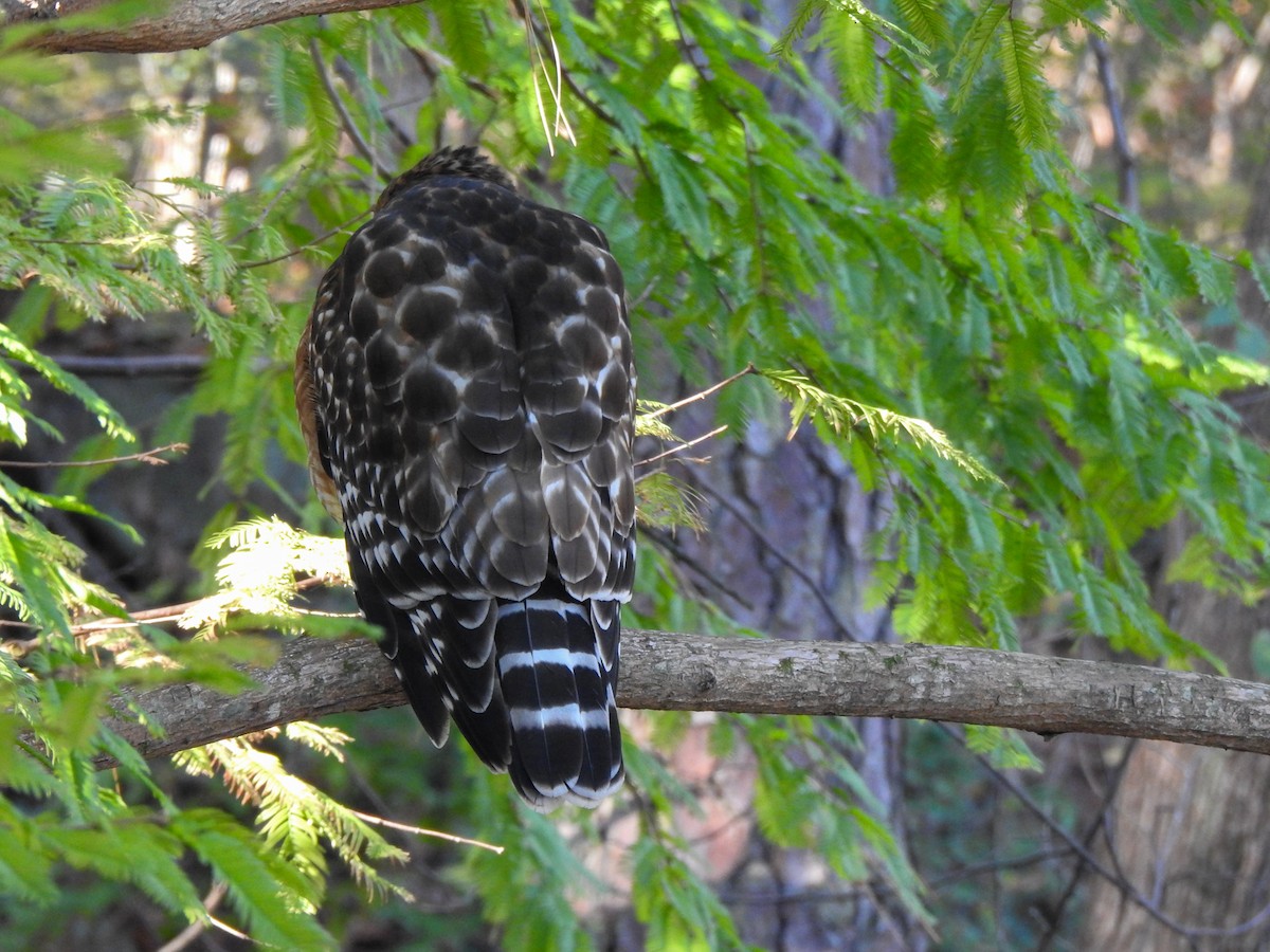 Red-shouldered Hawk - ML280690651