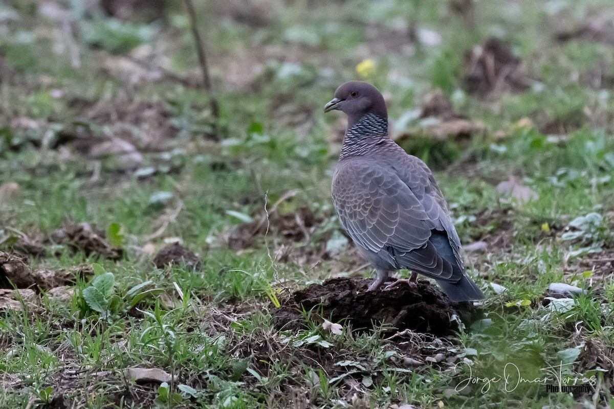 Pigeon picazuro - ML280690991