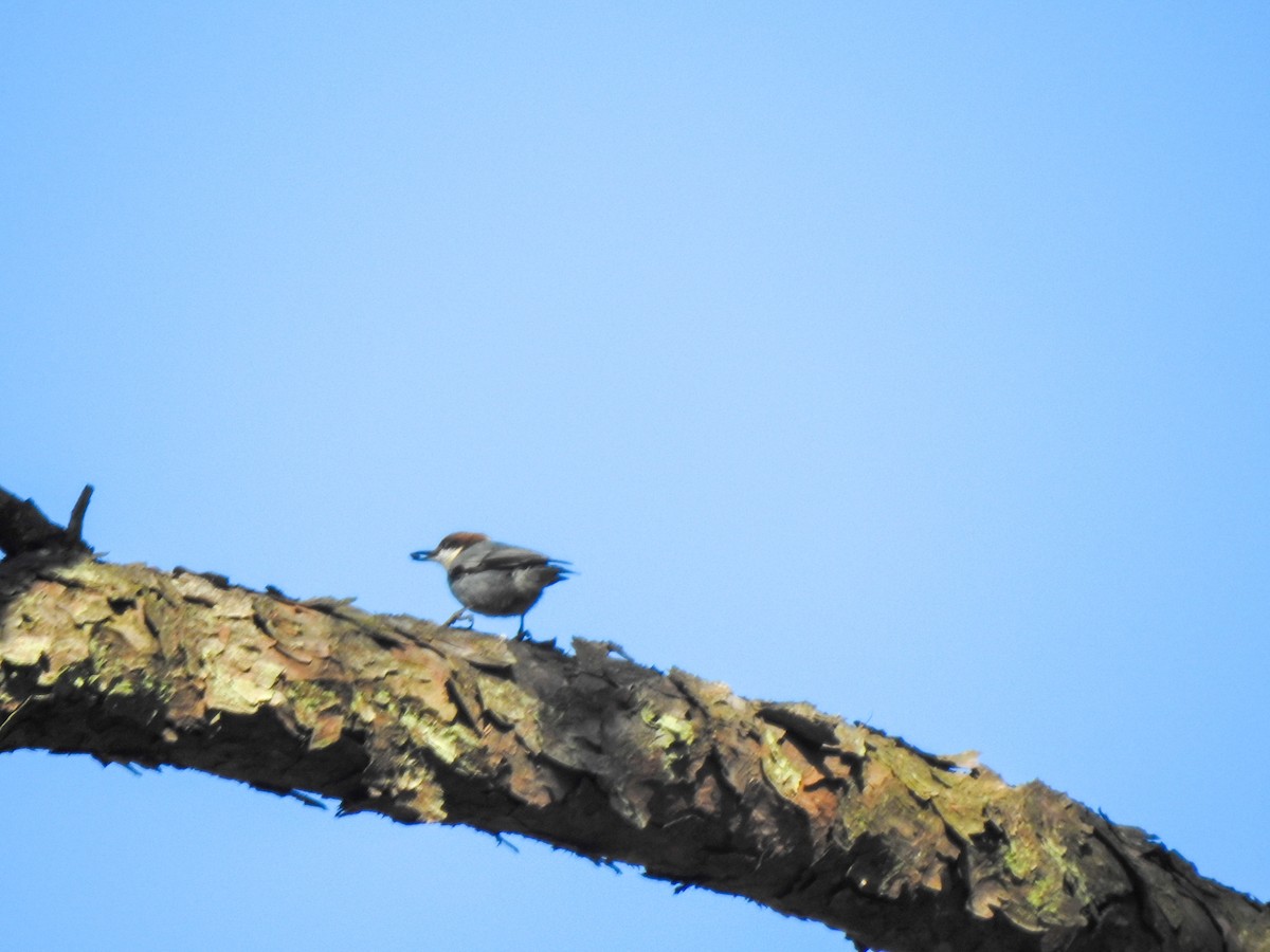 Brown-headed Nuthatch - ML280691631