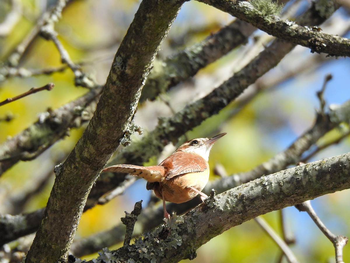 Carolina Wren - ML280691731