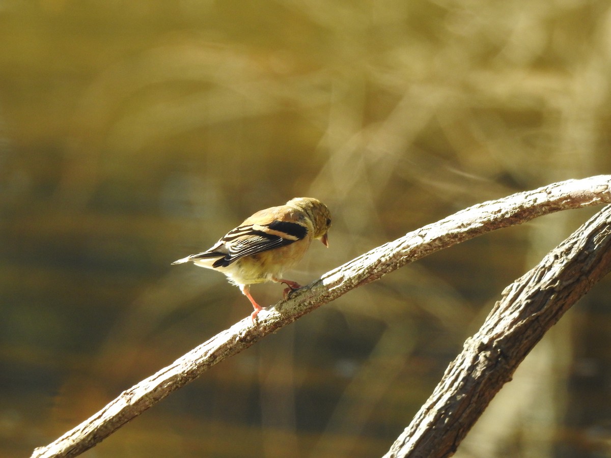 American Goldfinch - ML280691911