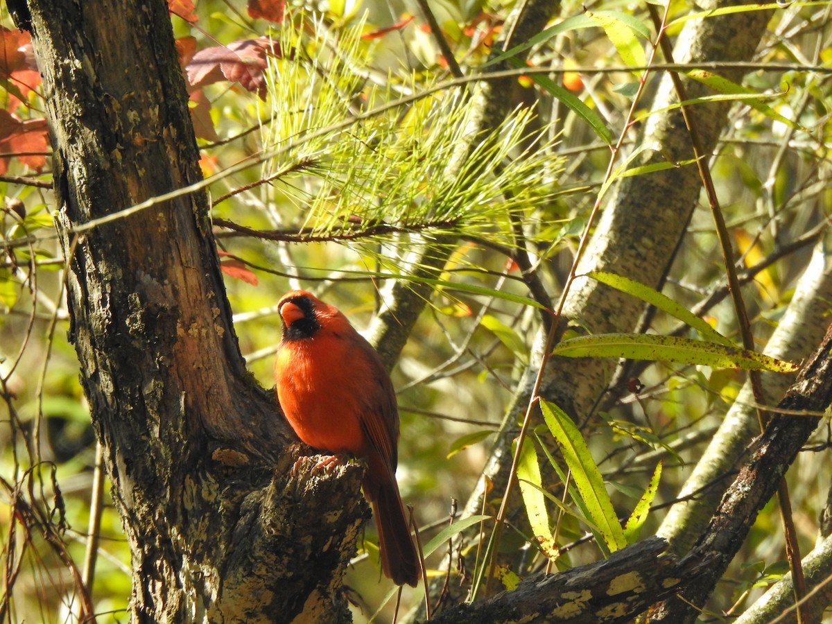 Northern Cardinal - ML280692191