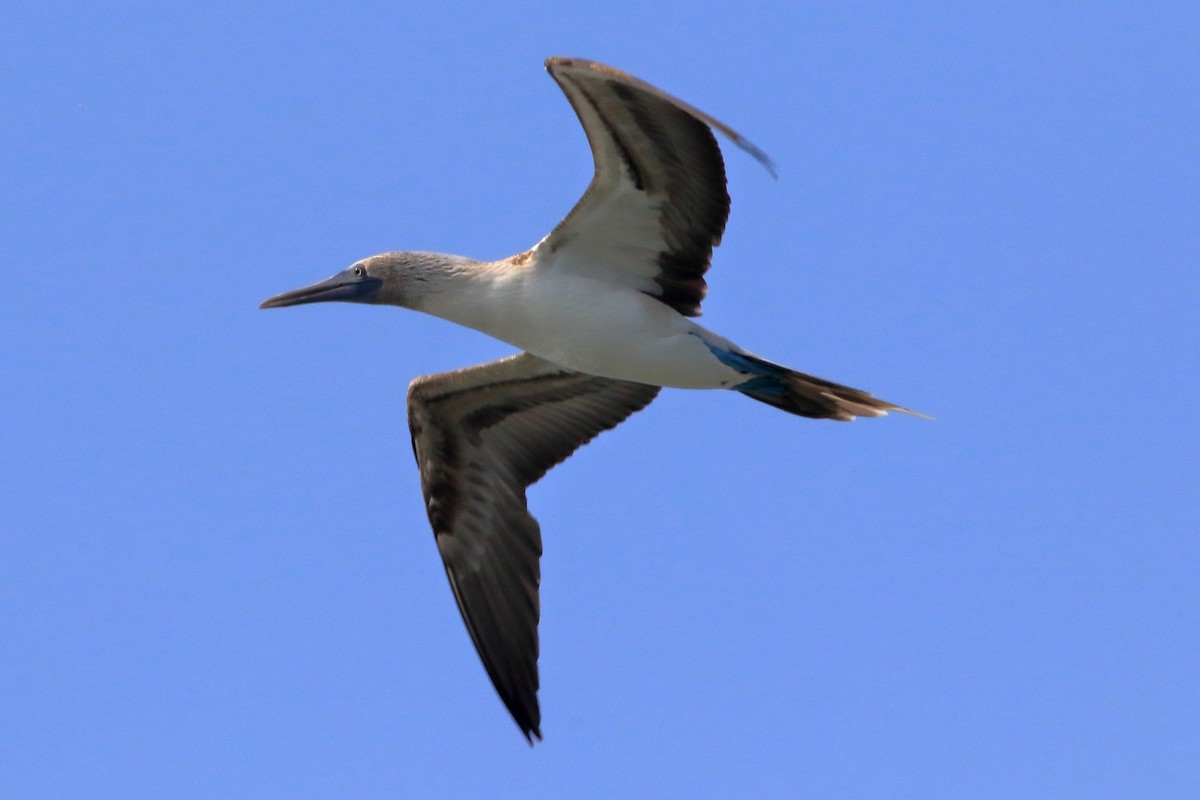 Blue-footed Booby - ML280694451