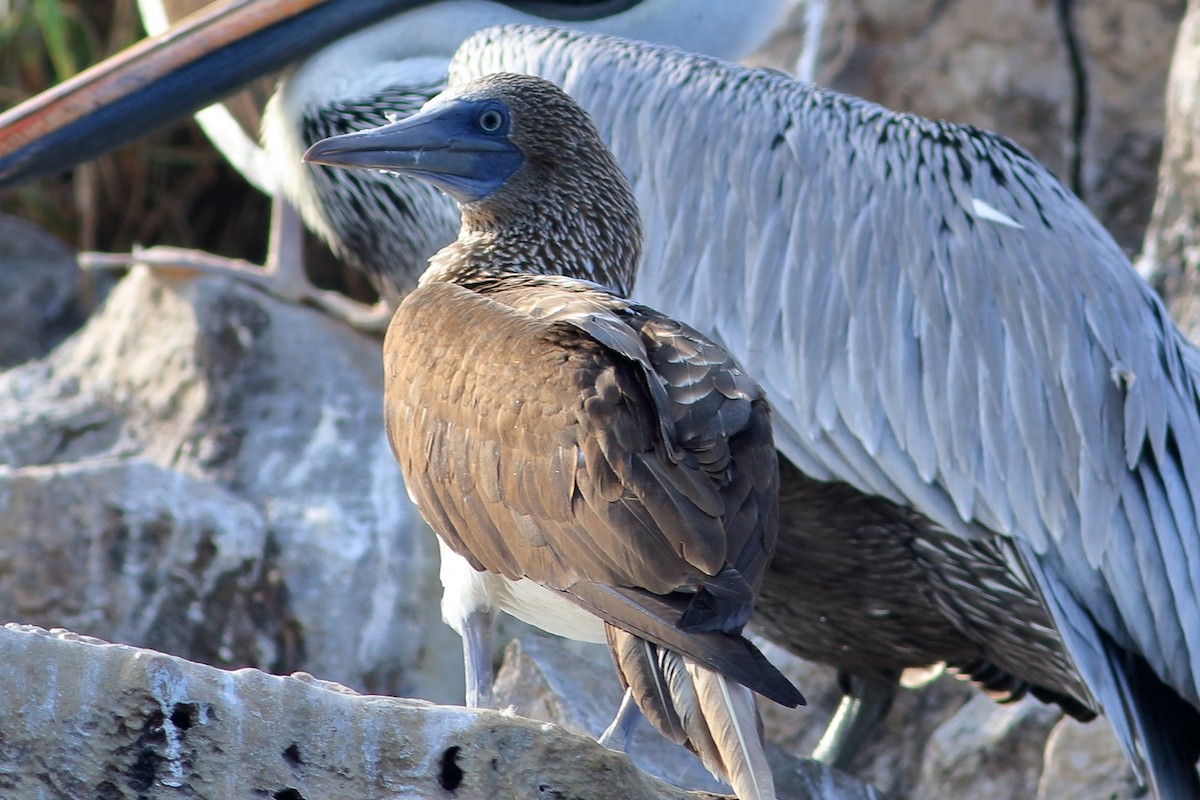 Blue-footed Booby - ML280694461