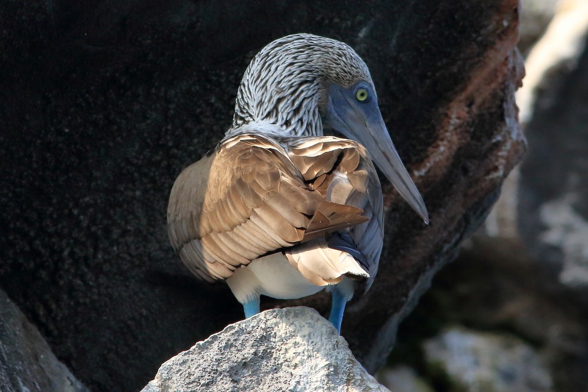 Blue-footed Booby - ML280694491