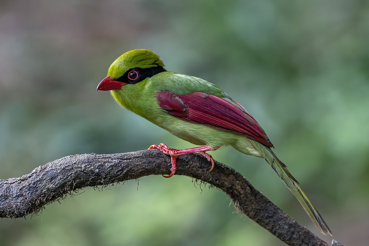 Indochinese Green-Magpie - ML280694551