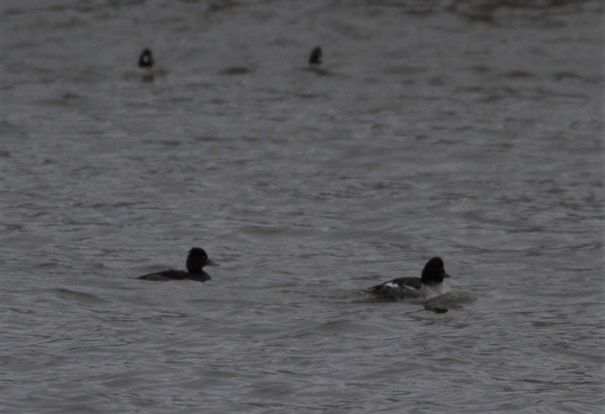 Tufted Duck - ML280695261