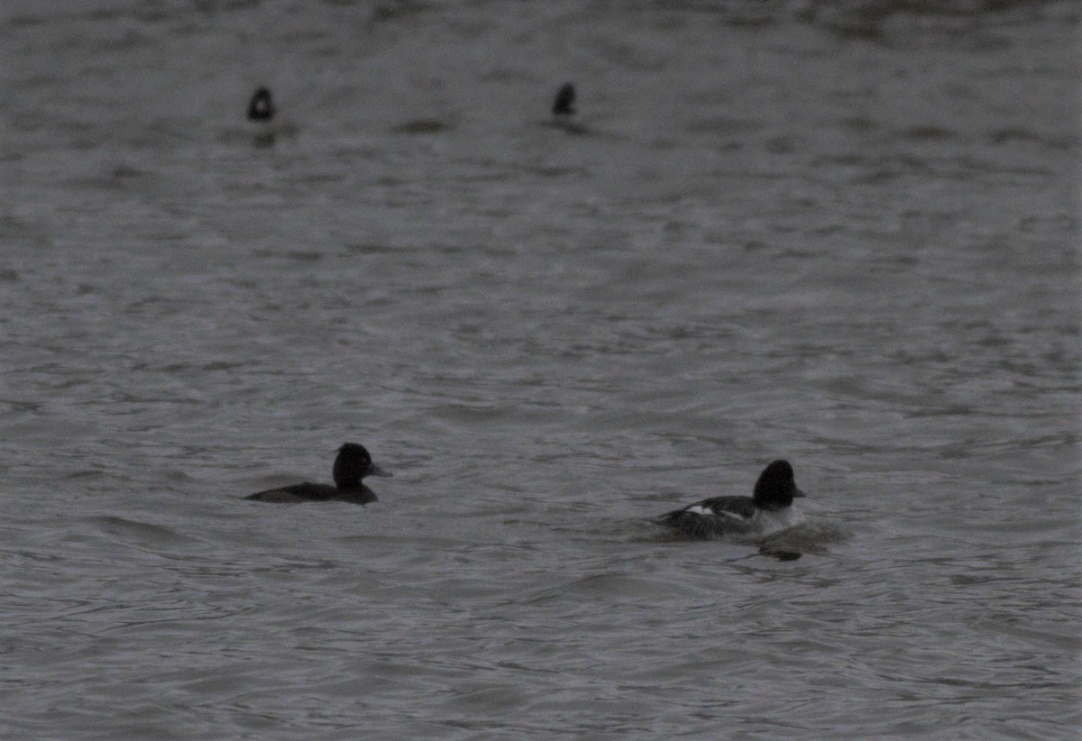 鳳頭潛鴨 - ML280695261