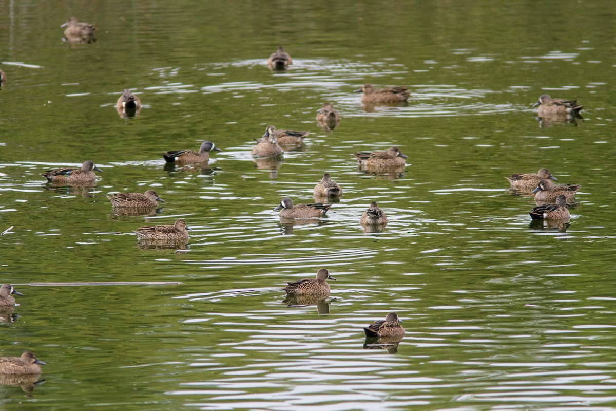 Blue-winged Teal - ML280695811