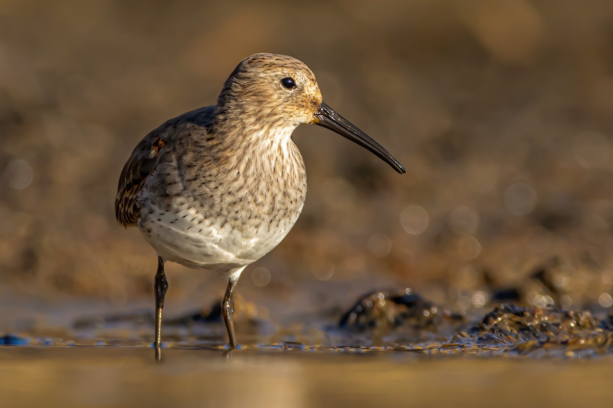 Dunlin - ML280696461