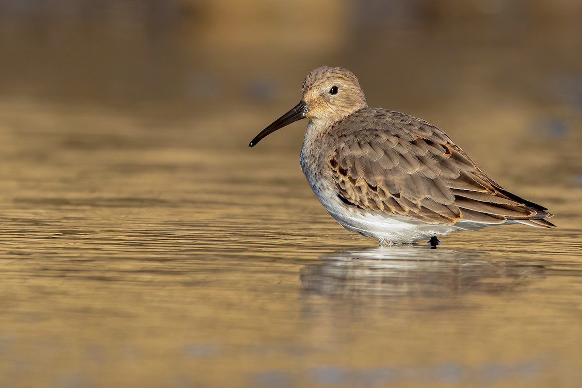 Dunlin - ML280696521