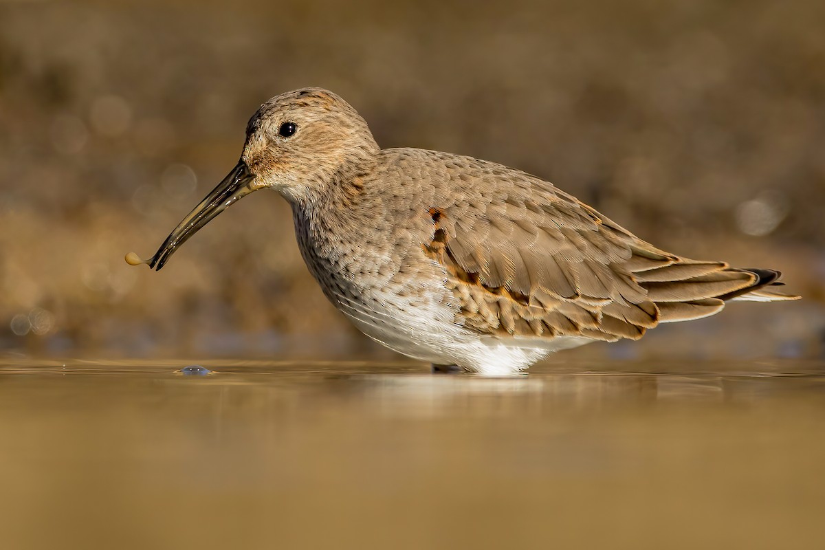 Dunlin - ML280696531